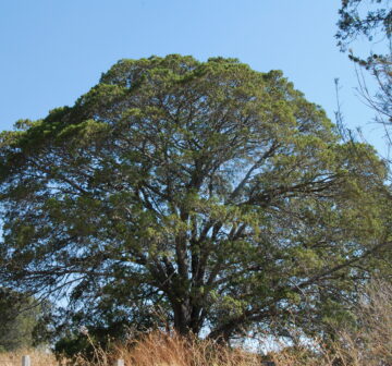 <p>Mexico: Jalisco; La Cañada</p>