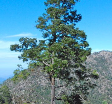 <p>Mexico: Jalisco; Cuale</p>
