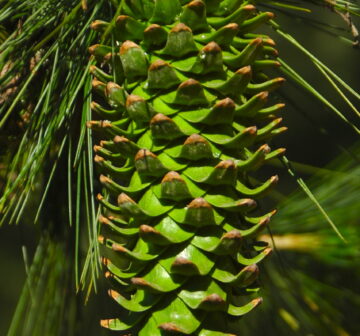 <p>Mexico: Michoacán; La Palma</p>