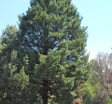 <p>Mexico: Michoacán; La Palma</p>