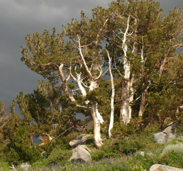 <p>USA: California; Carson Pass</p>