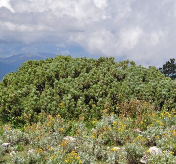 <p>Mexico: San Luis Potosí; Cerro Potosi</p>