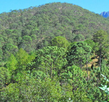 <p>Mexico: Jalisco; Cuale</p>