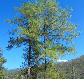 <p>Mexico: Jalisco; Cuale</p>