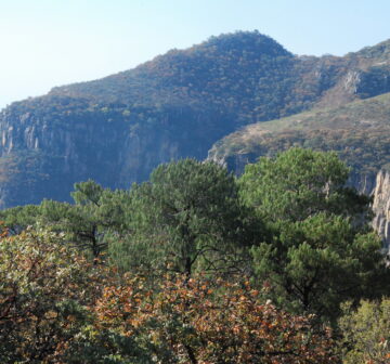 <p>Mexico: Zacatacas; Sierra Morones</p>