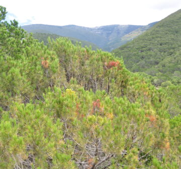 <p>Mexico: Nuevo León; Peña Nevada</p>