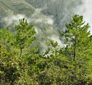 <p>Mexico: Nuevo León; Sierra de la Marta</p>