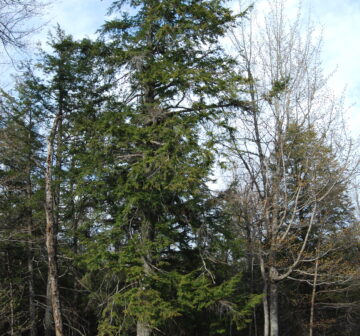 <p>USA: Maine</p>