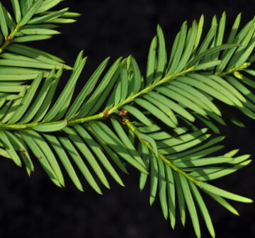 <p>Mexico: Nuevo León; La Encantada (foliage underside)</p>