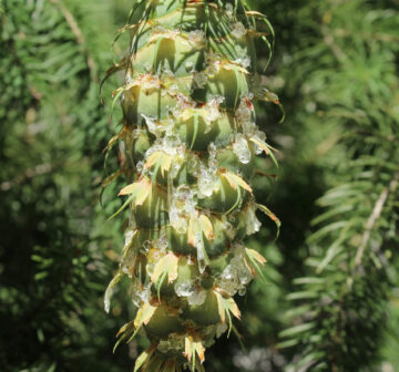 <p>USA: California; San Bernardino Mts. Young female cone.</p>