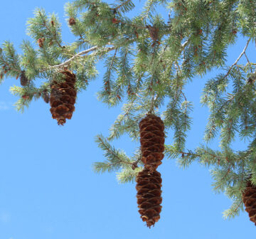 <p>USA: California; San Bernardino Mts.</p>
