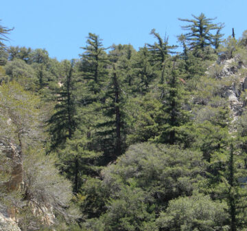<p>USA: California; San Bernardino Mts.</p>