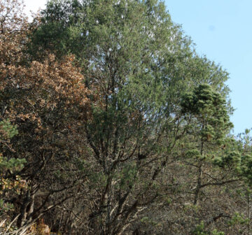 <p>Mexico: Guanajuato; Ocampo</p>
