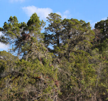 <p>Mexico: Chiapas</p>