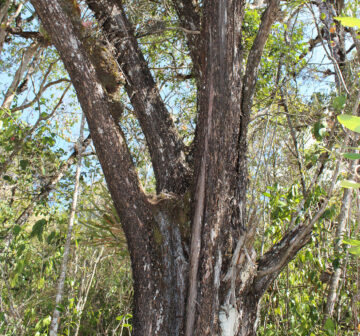 <p>Mexico: Chiapas</p>