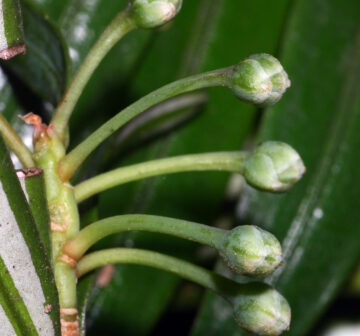 <p>Vietnam: Quang Tri Prov.; Huong Hoa. Developing female cones</p>