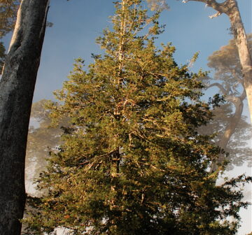 <p>Chile: Villarica</p>