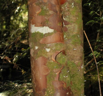 <p>Chile: Villarica</p>