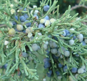 <p>Female seed cones</p>