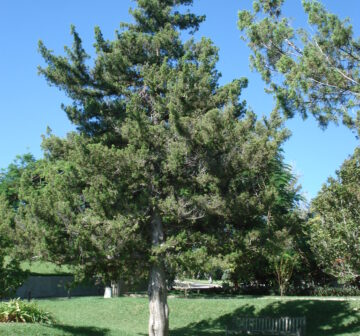 <p>Bermuda</p>