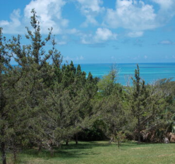 <p>Bermuda</p>
