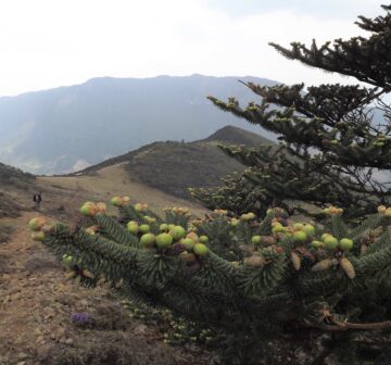<p>China: Yunnan; Yulongxue Shan<br /></p>
