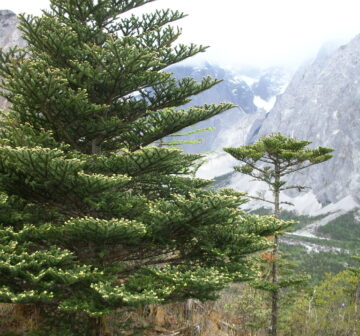 <p>China: Yunnan: Yulongxue Shan<br /></p>
