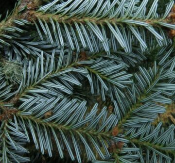 Foliage undersurface