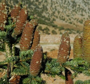 Female cones; Göksun Pass, Turkey