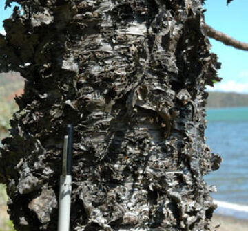 Bark - Plum