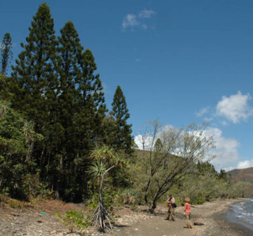 Coastal habitat, Plum