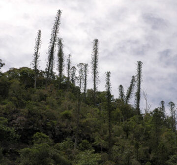 Habitat