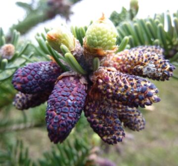 Male cones - Dawyck Botanic Garden