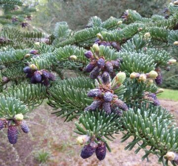 Male cones - Dawyck Botanic Garden