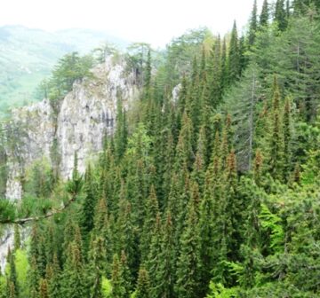 Forest,  Bosnia–Herzegovina