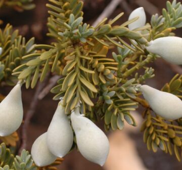 Mature female cones