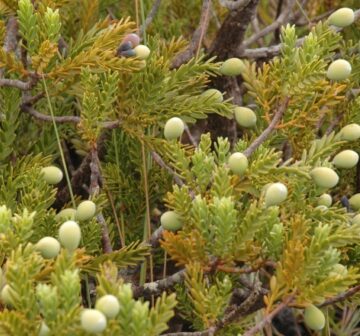 Mature female cones and foliage