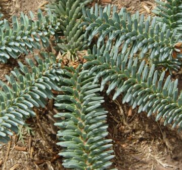 <em>A. pinsapo</em> var <em>marocana</em>