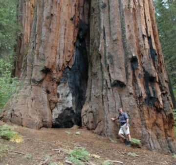 Old-growth forest