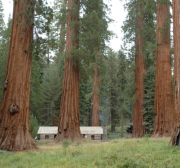 Old-growth forest