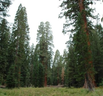 Old-growth forest