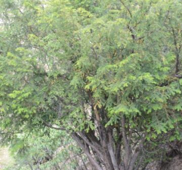 Multi-stemmed tree, Yulongshan, Yunnan