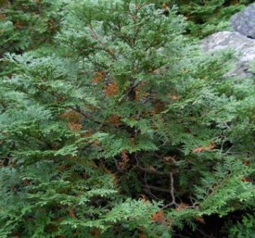 Small tree