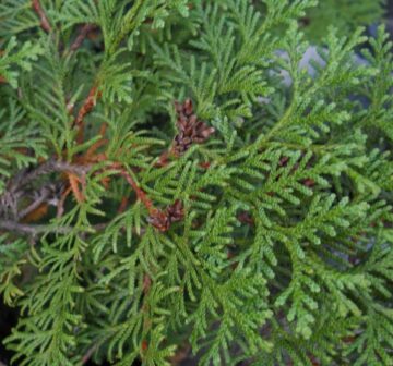 Foliage and female cones