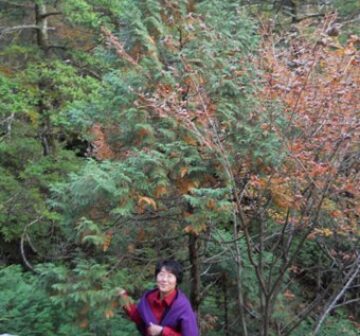 Mature tree
