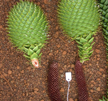<p>Female & Male cones</p>