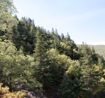 Forest at Bozkir, Turkey