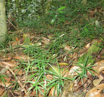 <p>Seedlings. São Tomé</p>