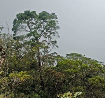 Mesilau River Kinabalu Park