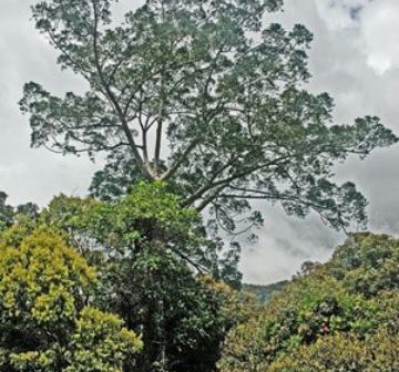  Kinabalu Park